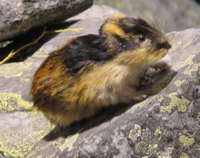 Norway Lemming