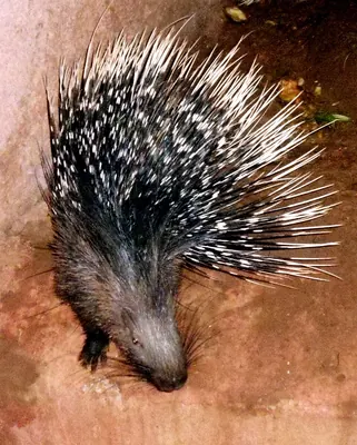 Indian Crested Porcupine