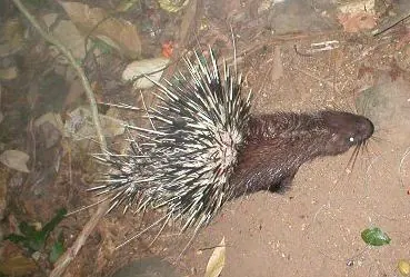 Himalayan Crestless Porcupine