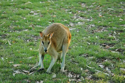 Agile Wallaby