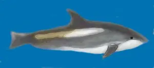 Atlantic White-sided Dolphin