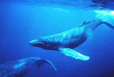 Humpback whale