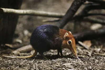 Zanj Elephant Shrew