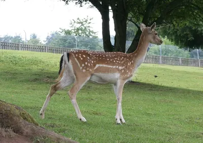 Persian Fallow Deer