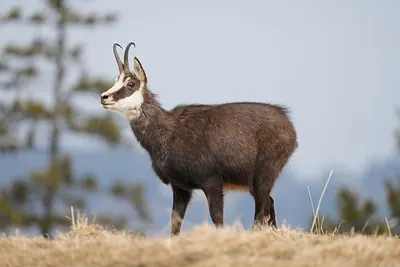 Northern Chamois