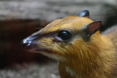 Balabac Chevrotain