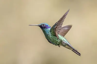 Sparkling Violet-ear
