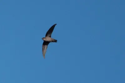 Vaux's Swift