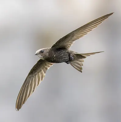 Swift, common swift