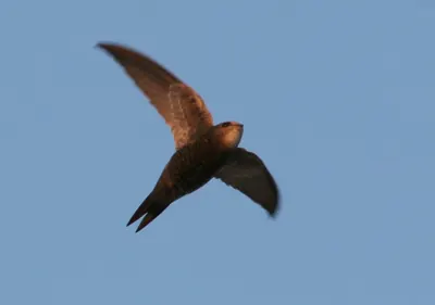 Pallid Swift