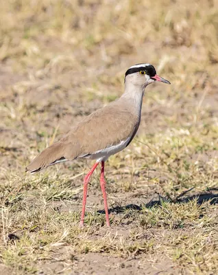Crowned Plover