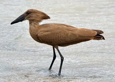 Hamerkop