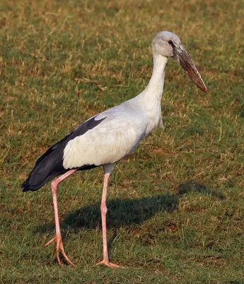 Asian Open-bill Stork