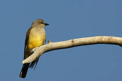Cassin's Kingbird