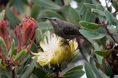 Malachite Sunbird