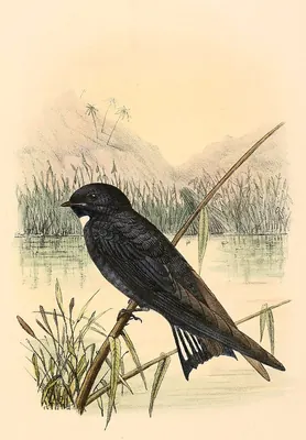 White-throated Blue Swallow