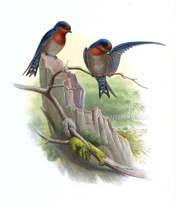 Hill Swallow