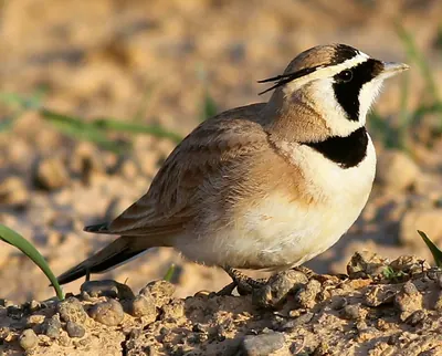 Temminck's Horned Lark