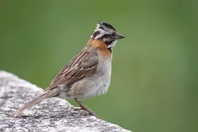 Rufous-collared Sparrow