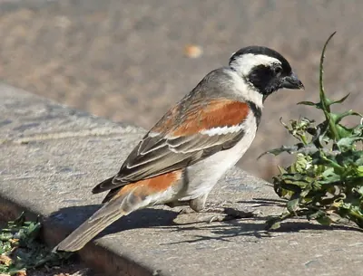 Cape Sparrow