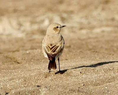 Isabelline Wheatear