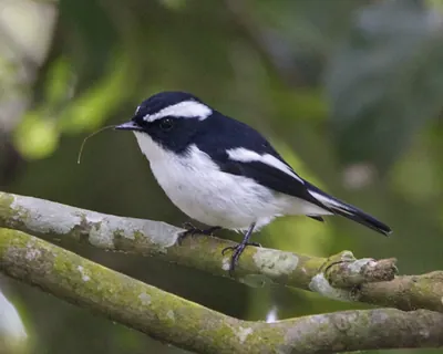 Little Pied Flycatcher