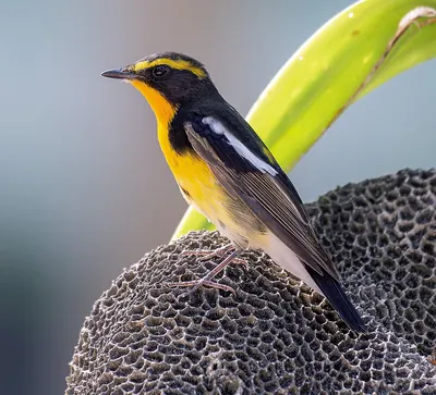 Narcissus Flycatcher