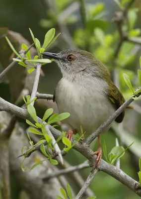 Bleating Bush Warbler