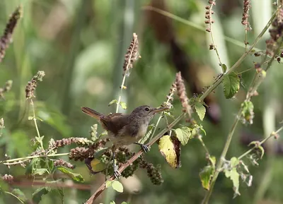 Cape Verde Warbler