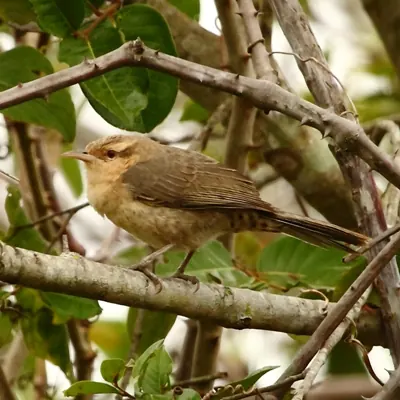 Thrush-like Wren