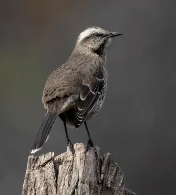 Chilean Mockingbird