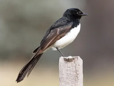Willie-wagtail
