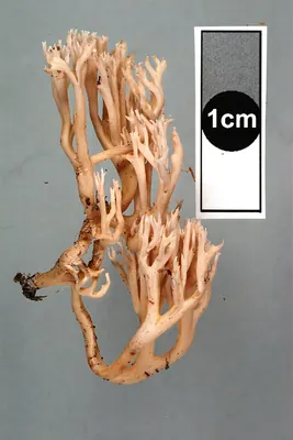 Ramaria sclerocarnosa