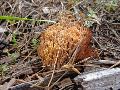 Ramaria flavescens