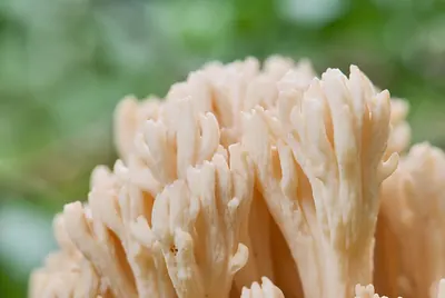 Ramaria pallida
