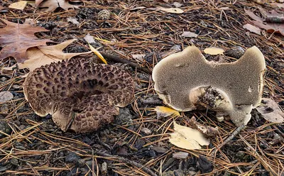 Scaly tooth
