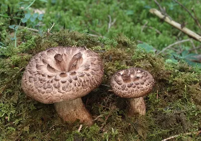 Scaly tooth