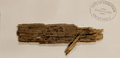 Tomentella ferruginea