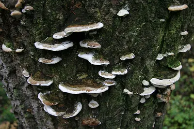 Oxyporus populinus