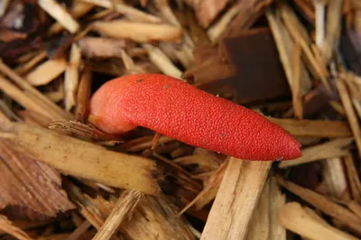 Mutinus ravenelii