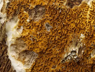 Serpula himantioides