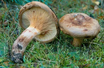 Paxillus involutus