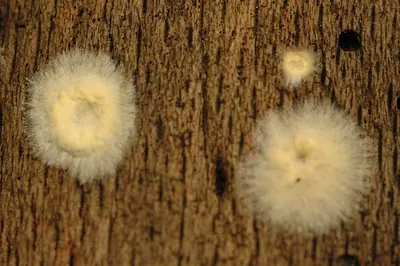 Coniophora puteana