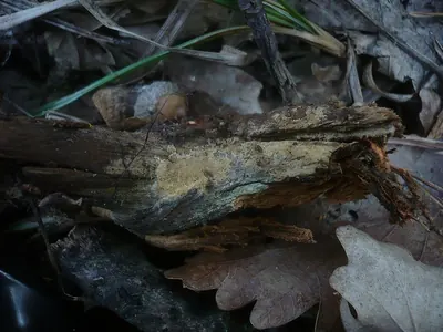 Coniophora arida