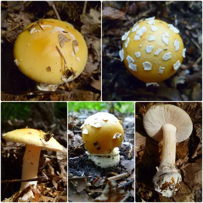 Gemmed Amanita