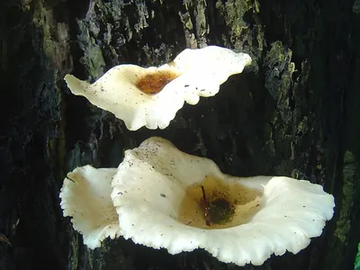 Crepidotus applanatus