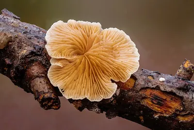 Crepidotus variabilis