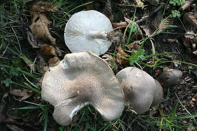 Tricholoma scalpturatum