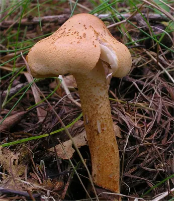 Tricholoma psammopus