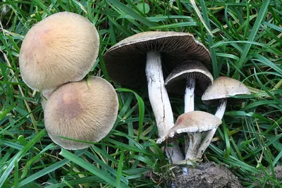 Lacrymaria lacrymabunda